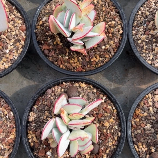 白眉两盆 夏鸣园艺