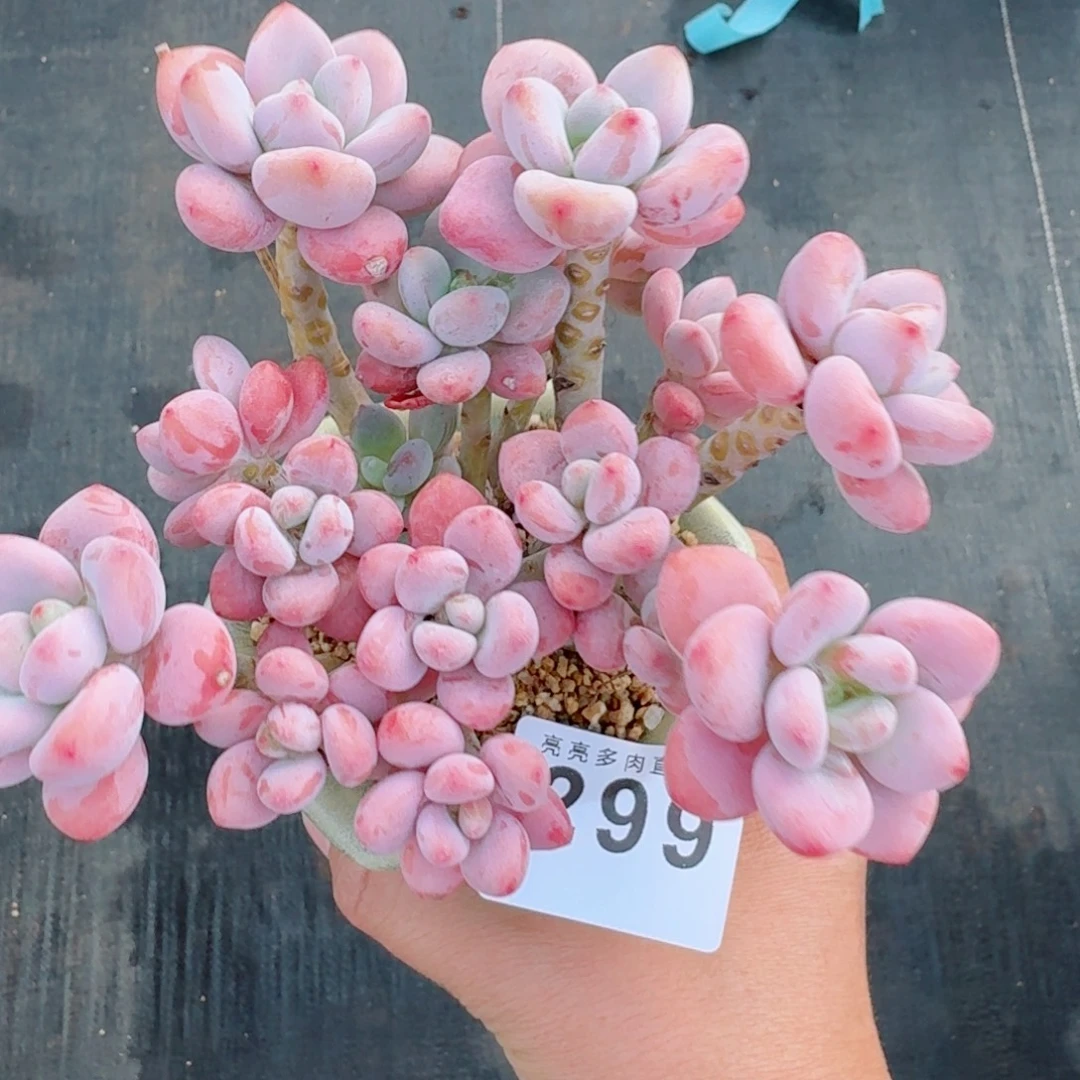樱花洛神         群生老桩多肉