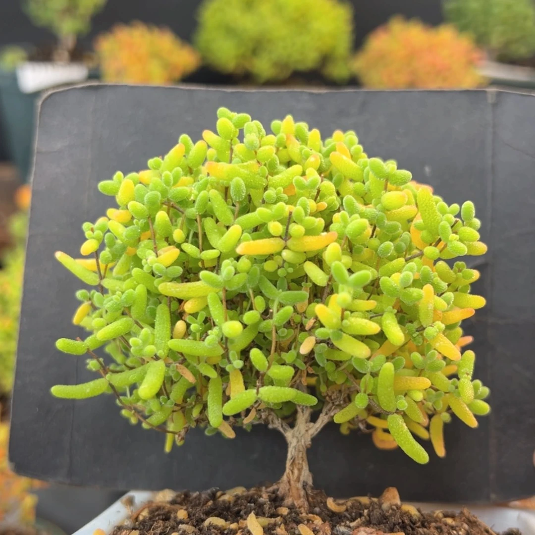 【闪购商品】开播炸 dy6301蜜橘糖球冠幅8cm