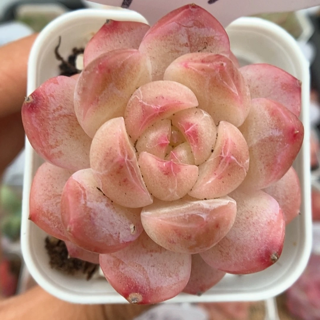 糖心粉透珍妮可拍781号