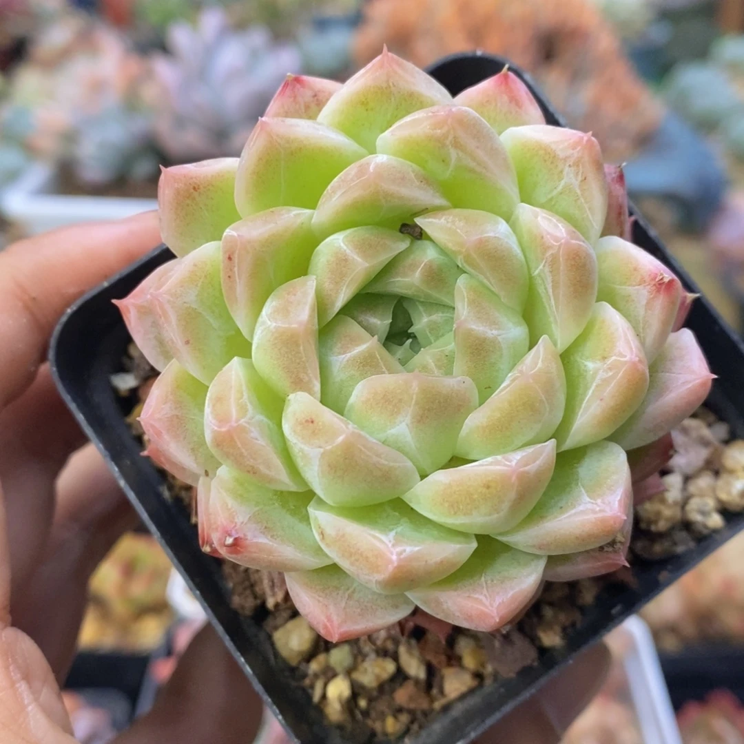 暗纹月影杂交一物一拍