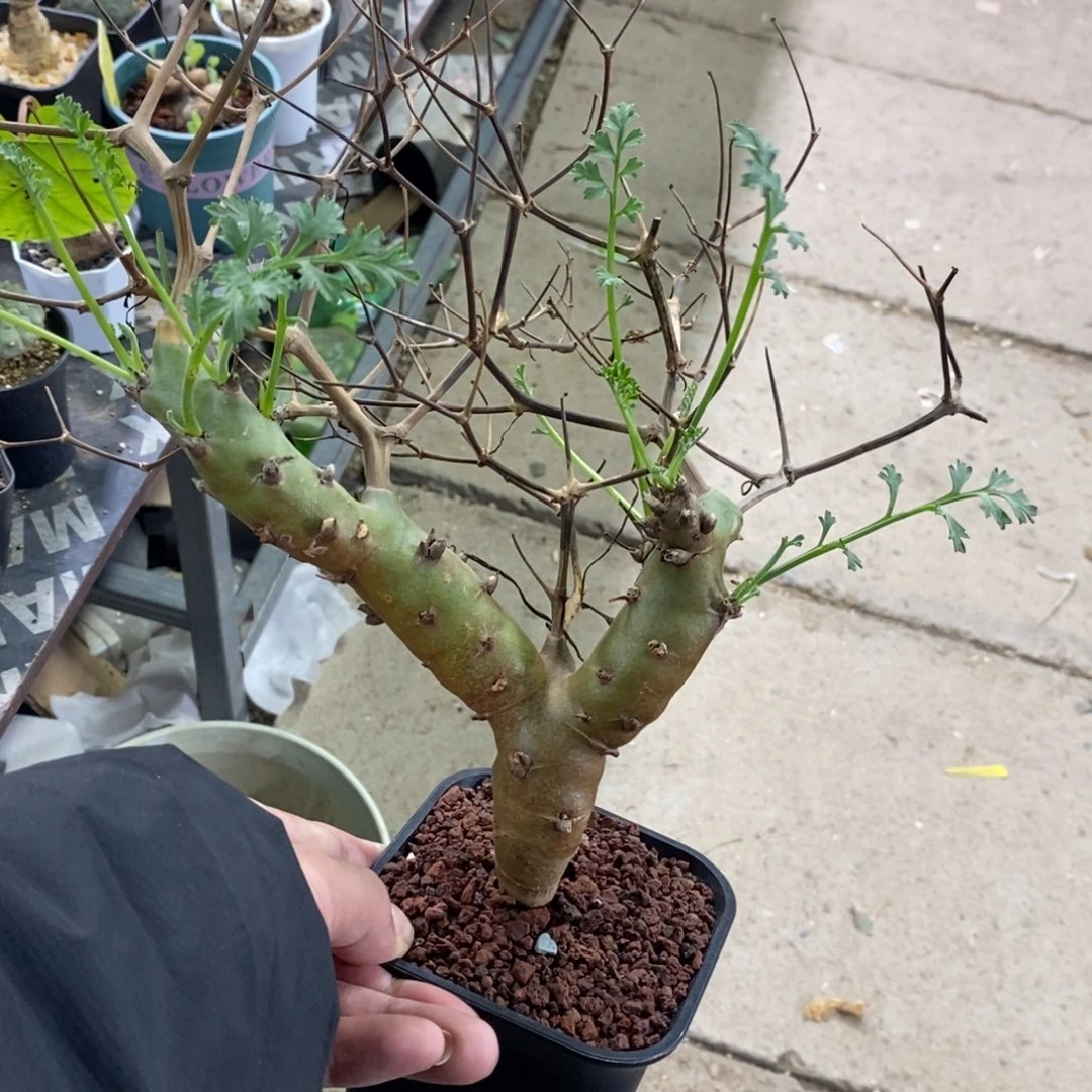 海茴香叶杨奎多肉植物