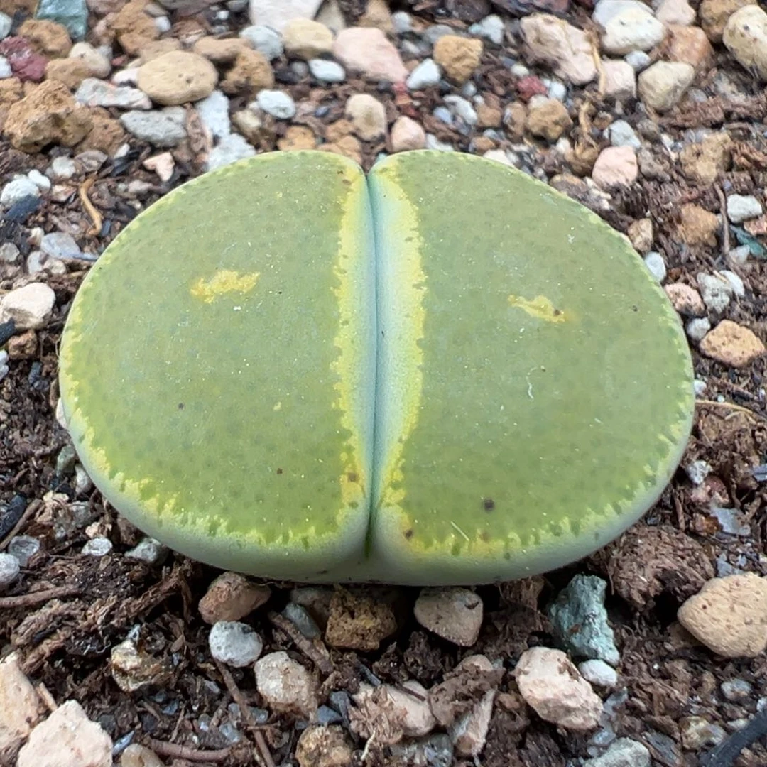 10.6好看的多肉脱土发货189