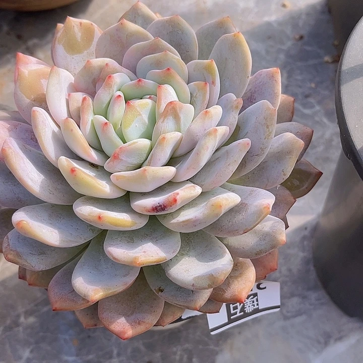 橙梦露2532多肉植物