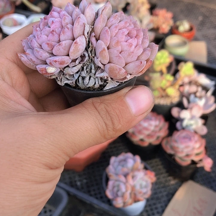 国***5国多肉植物。山东潍坊