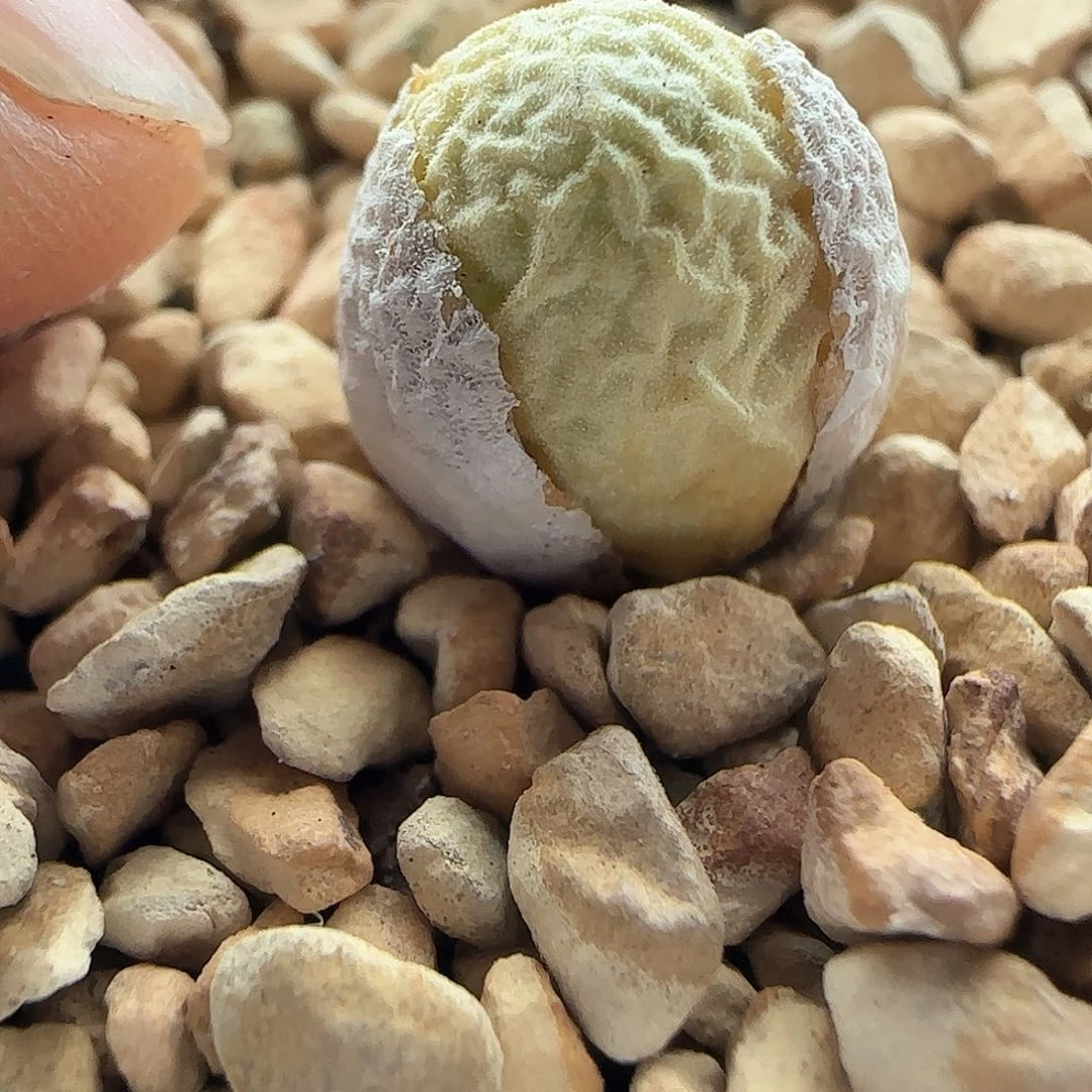 ?****?28包邮脱土发货27815