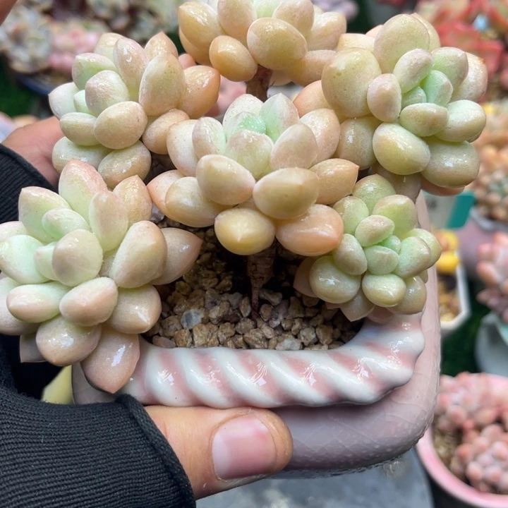 t le ku wo l kun du