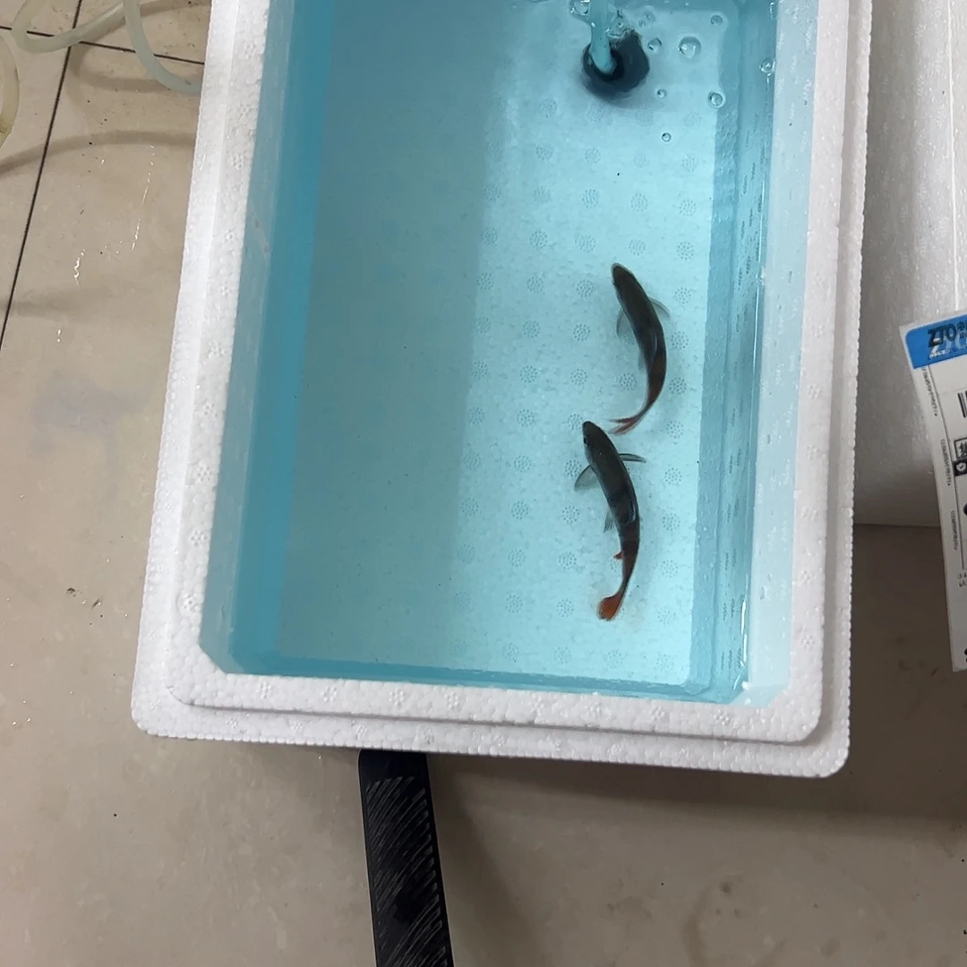 红尾绿荧光8+两条