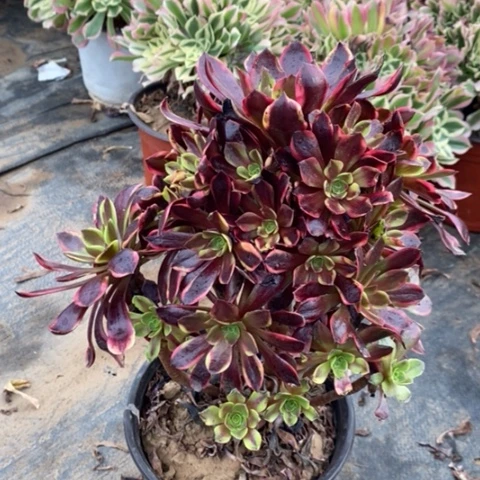 欧嘉莉多肉植物031