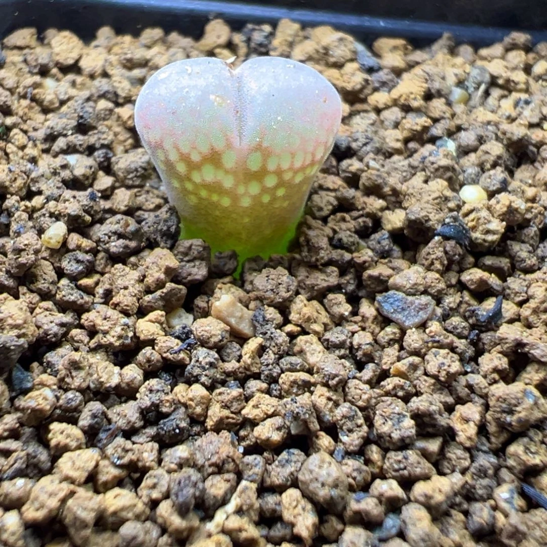 8-159日大红风铃多肉