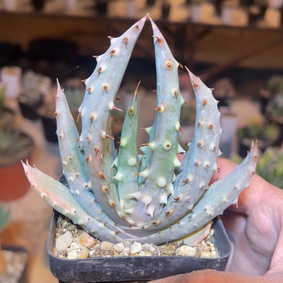 实生鬼切芦荟一物一拍