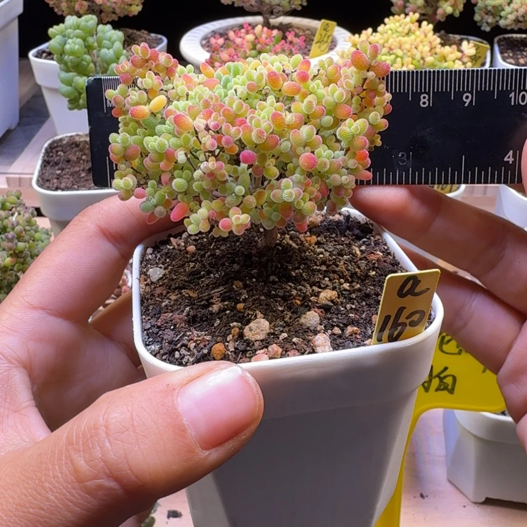 a160号蜜橘冠服6厘米左右