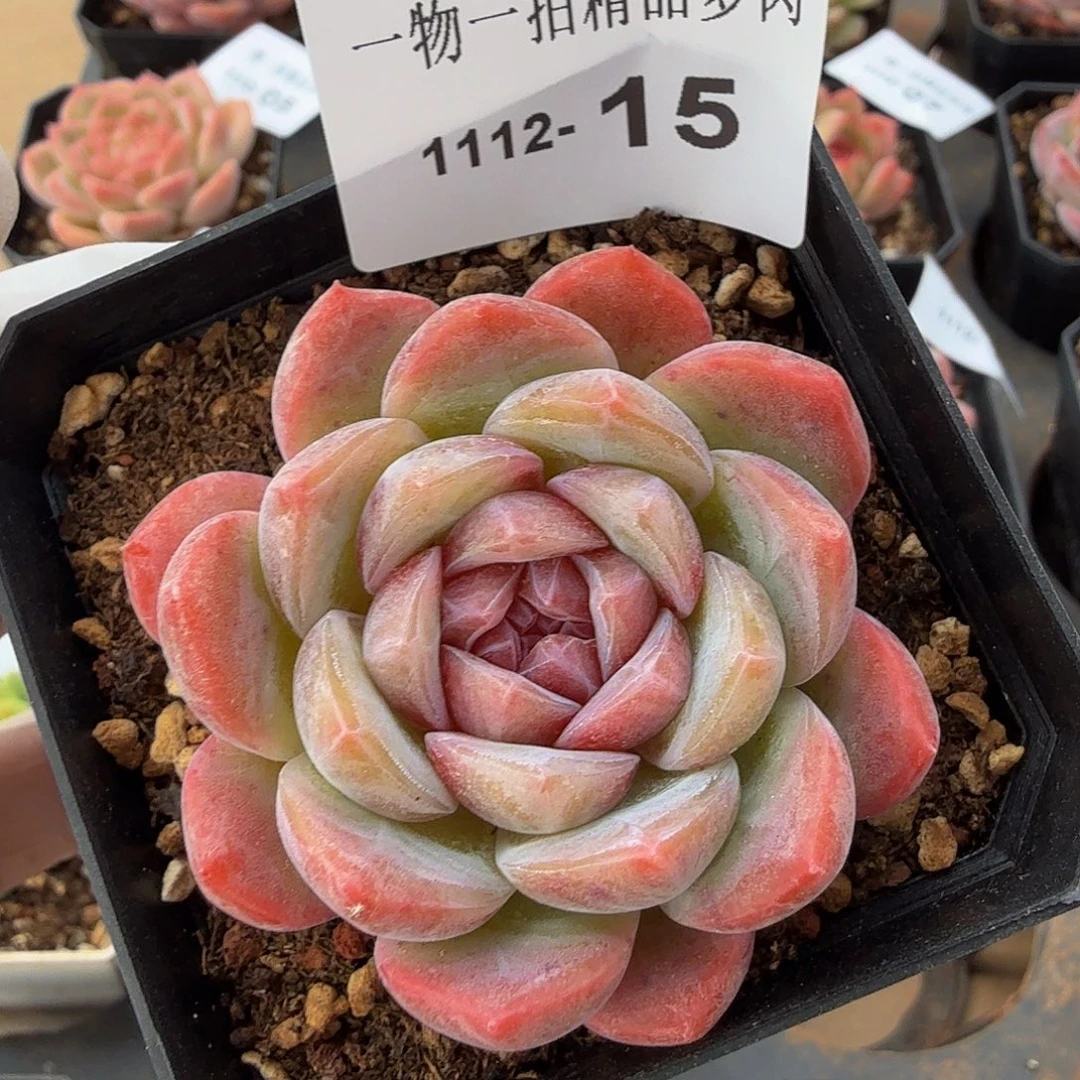 1112-15多肉单颗一物一拍
