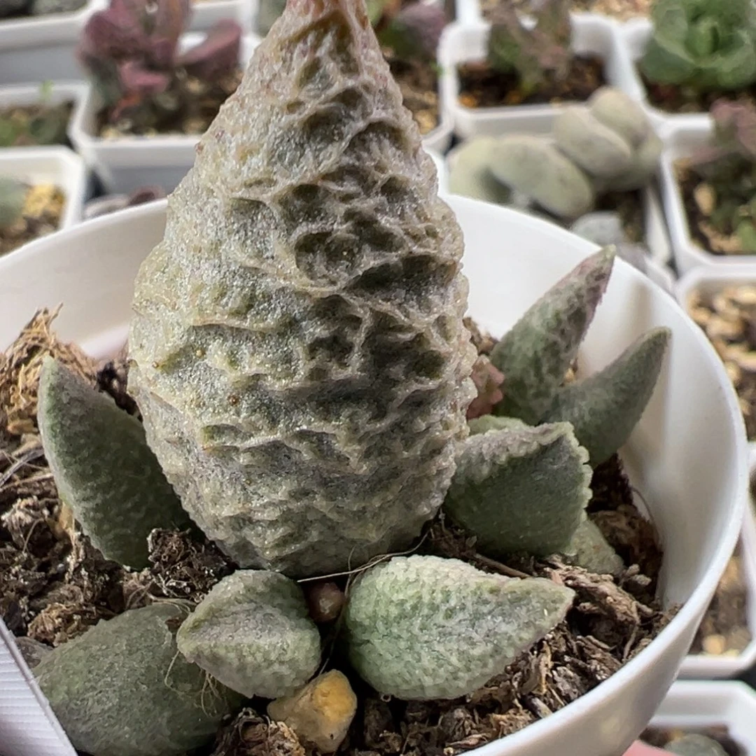 融化纹冰激凌大苗多肉植物