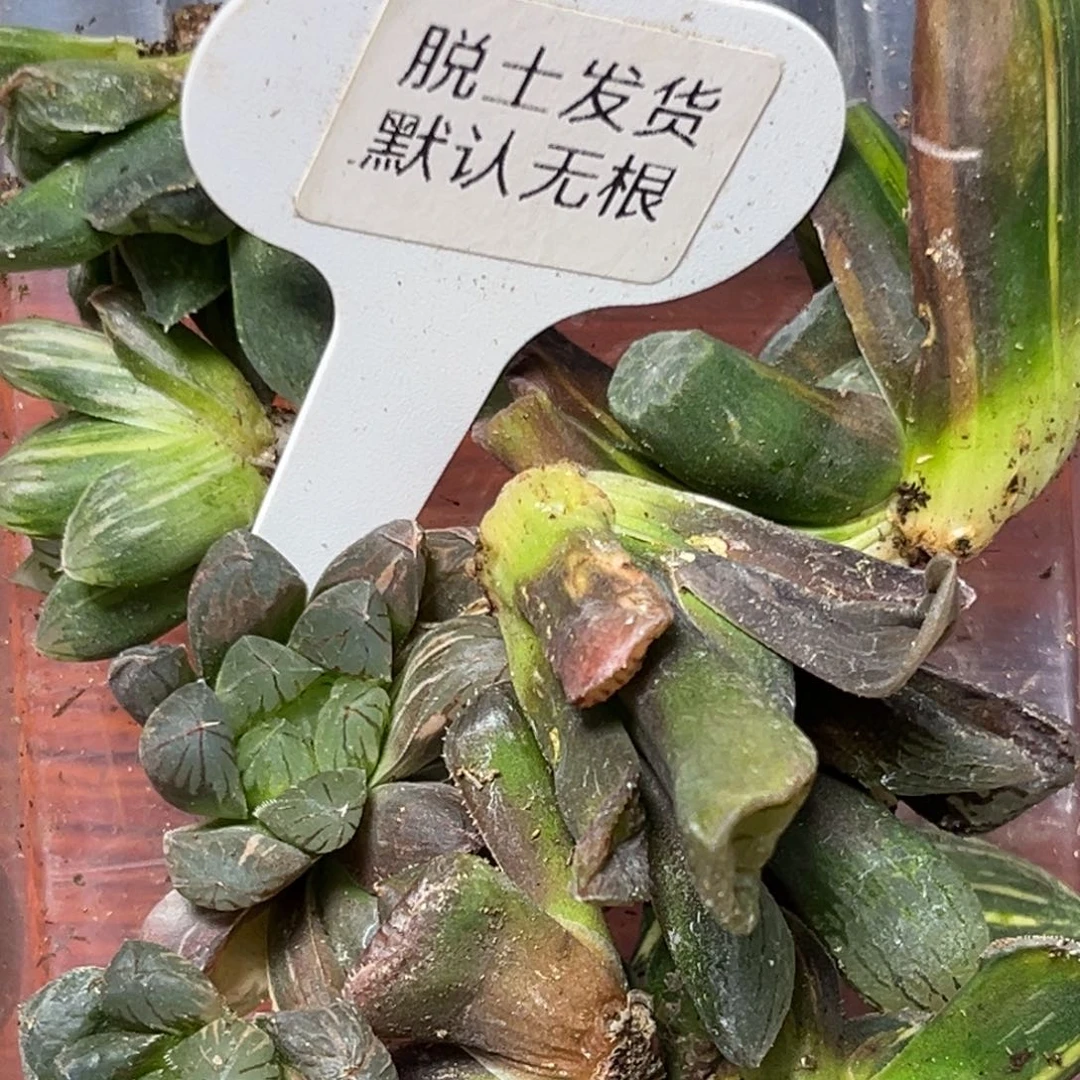 红*恭喜发财大吉大利779