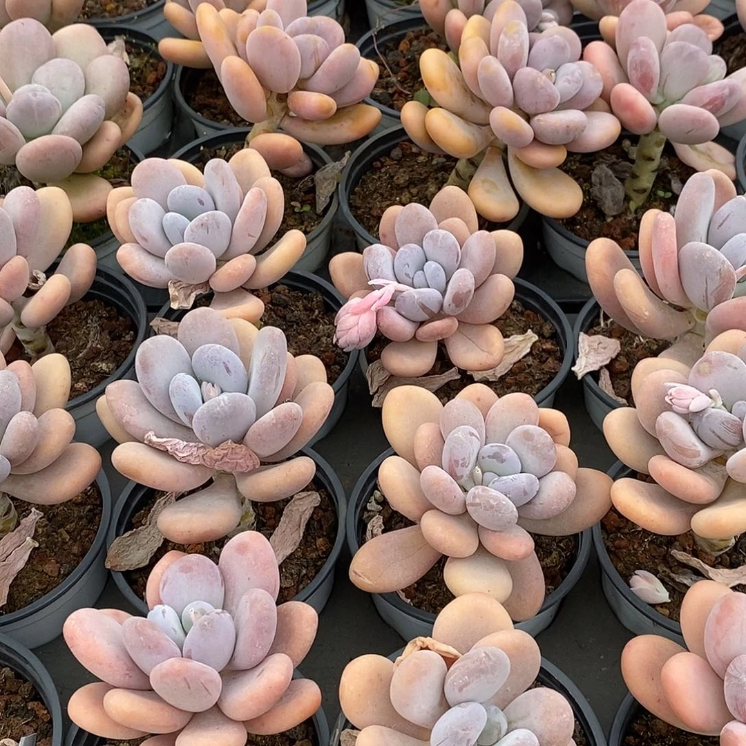 29桃美人单头，多肉