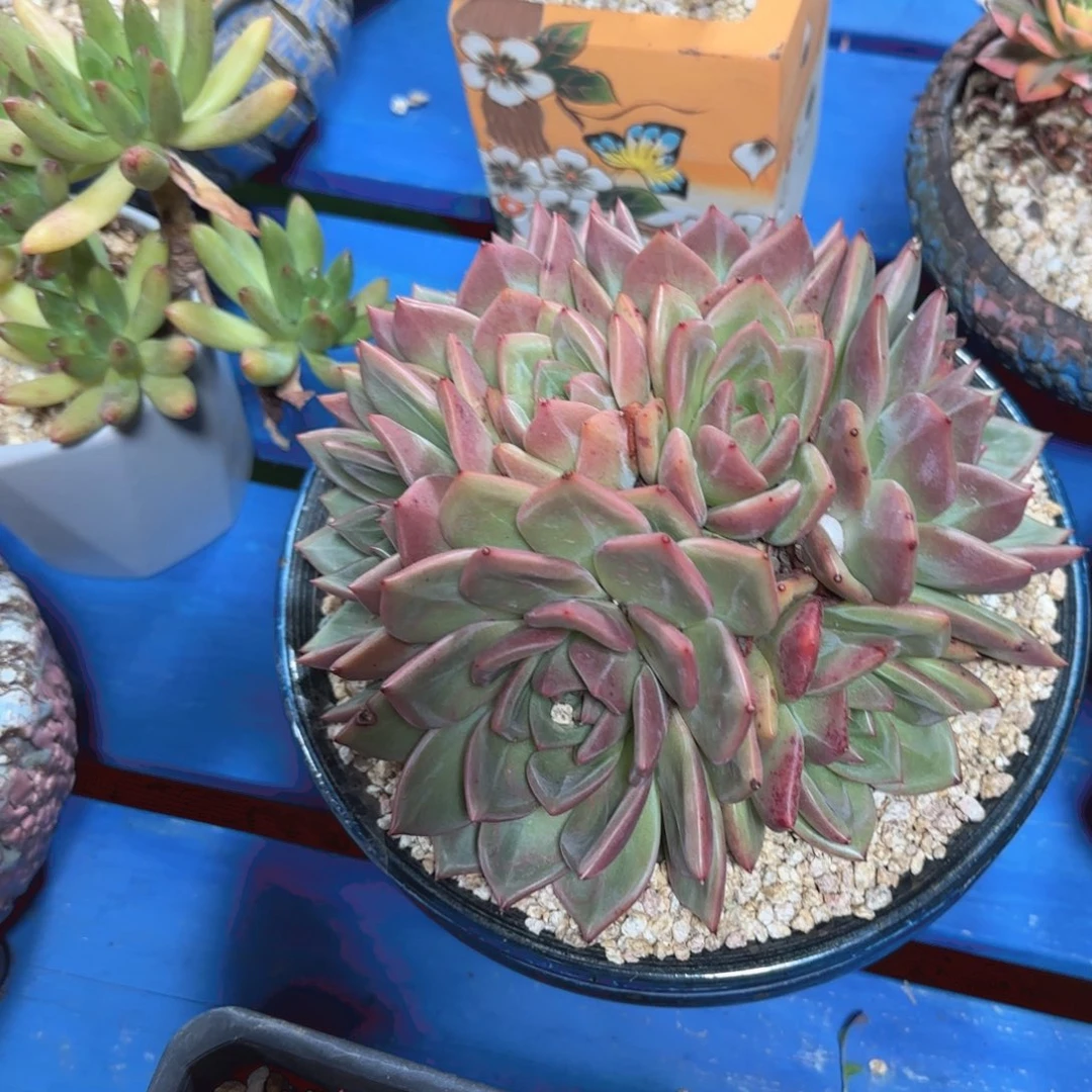 八***柜大部分能给你发哈哈哈哈