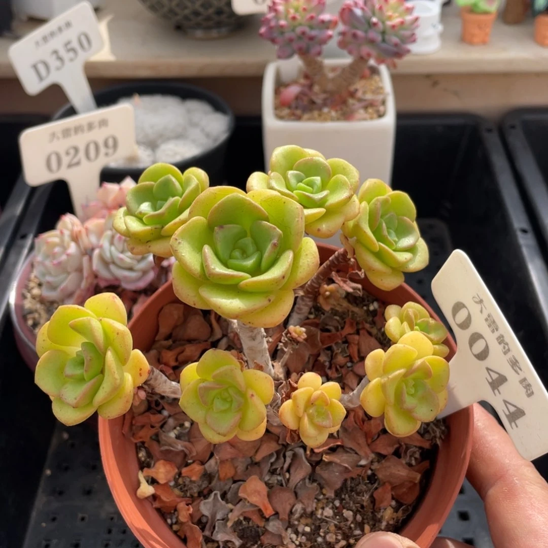 0044百合丽丽不带盆12厘米