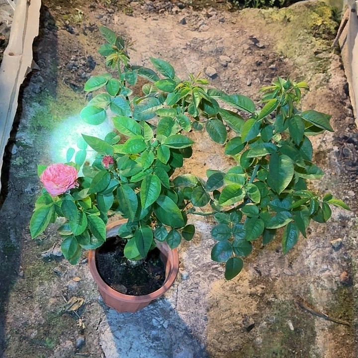 无花朵香橙朱丽叶塔