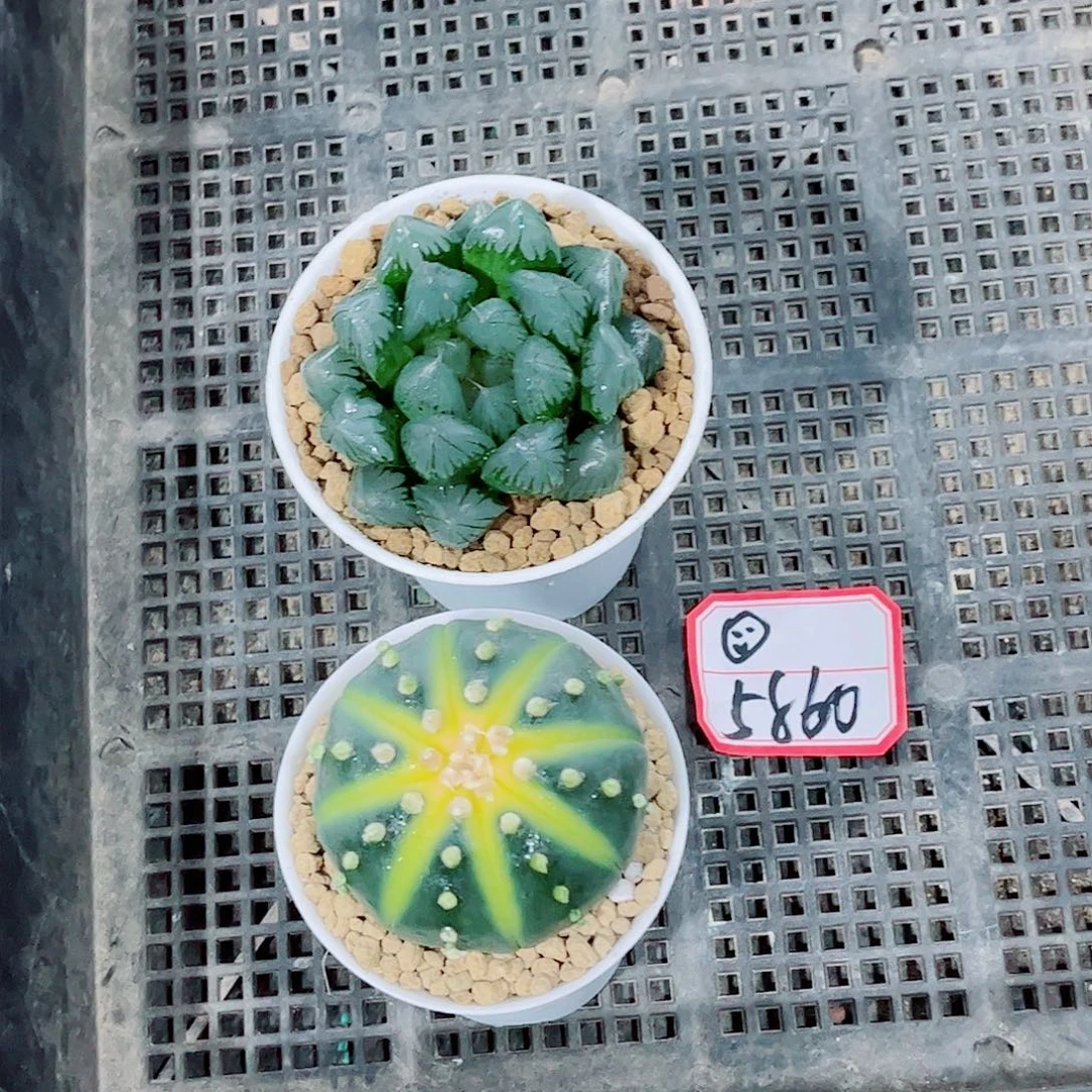 水晶玉露星兜一勿一拍