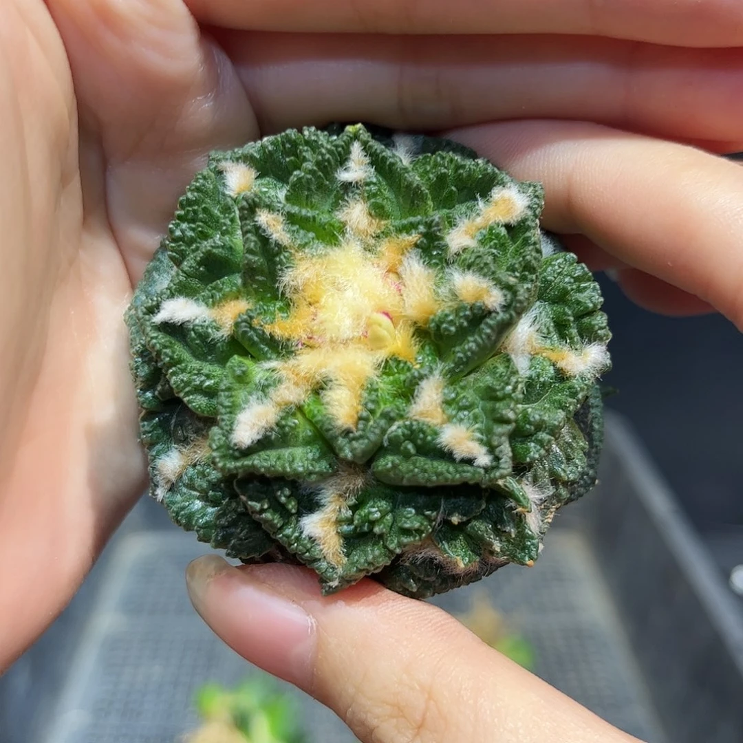 5.8cm自根辛盾牡丹杂萝卜根