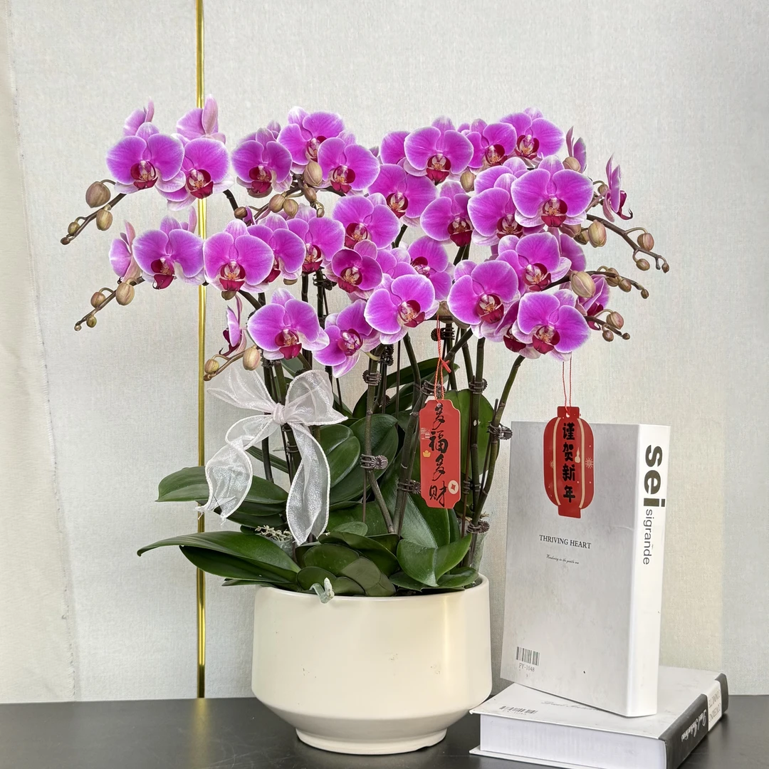 福禄禧【骄阳】蝴蝶兰盆栽花卉观花植物室内四季开花陶瓷盆4