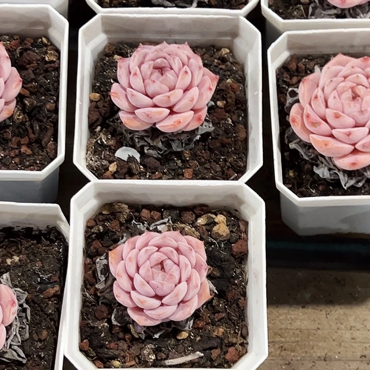 艾莉女王      福利