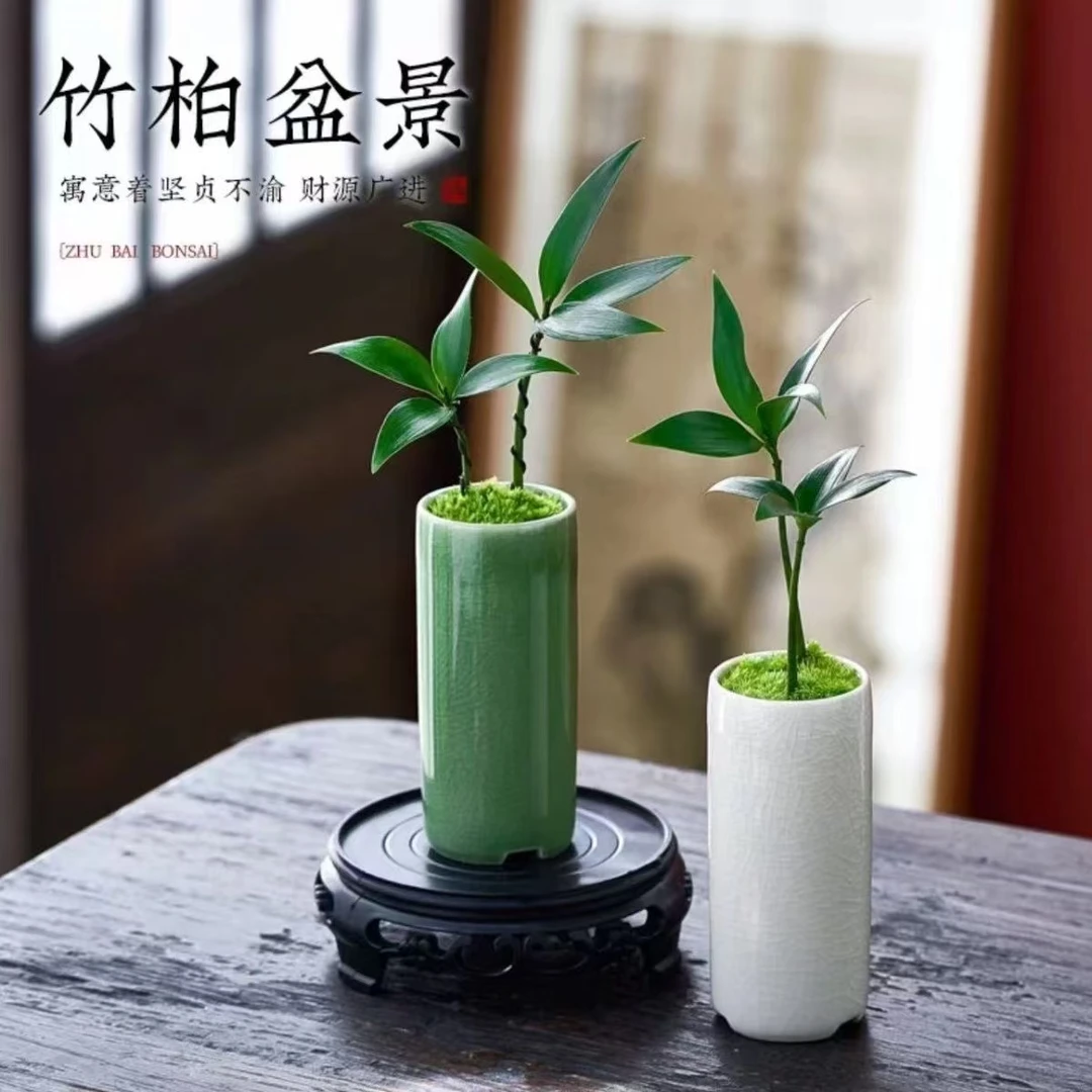 幸运竹柏盆栽绿植室内客厅书房办公室茶桌四季好养美观装饰