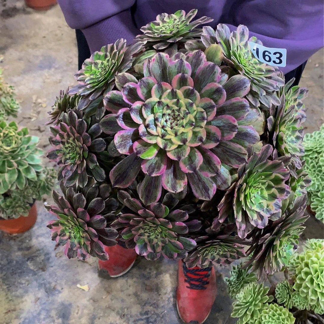 杨****活163花脸粉黛88888888多肉