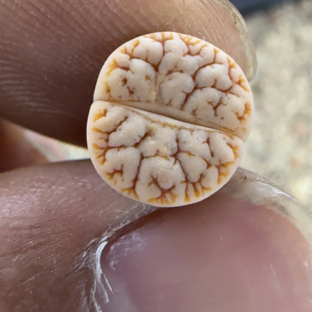 359 生石花大棚直播