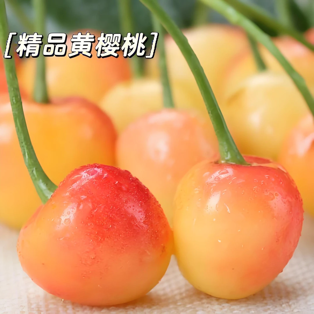 大连黄樱桃一斤29.8元JJ其他品种