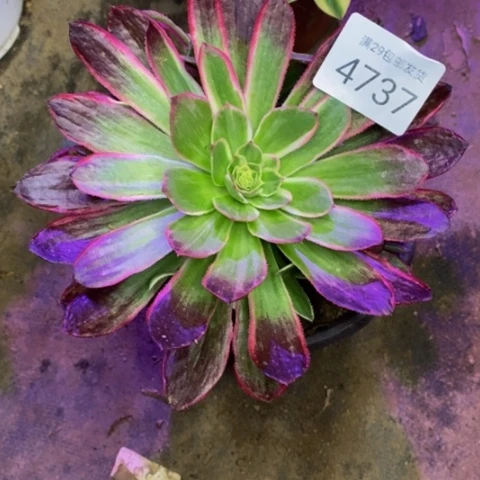 海王多肉植物4737