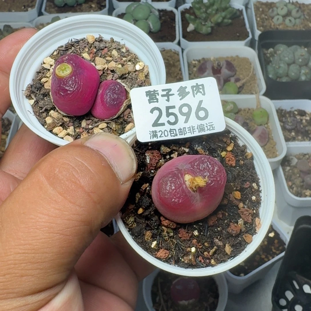 麦****红宝石1单1双脱土。