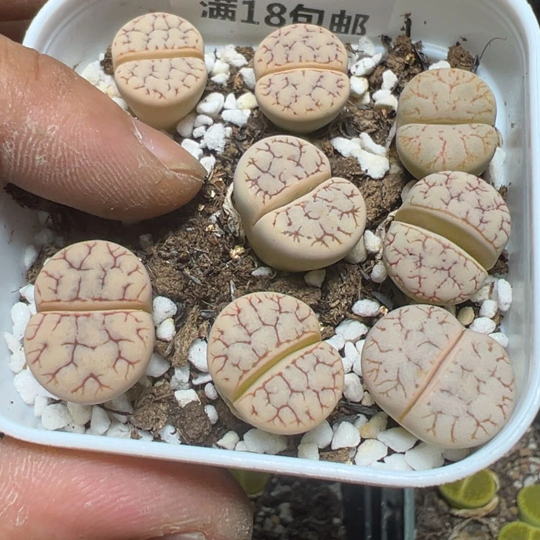 【闪购商品】 1154。