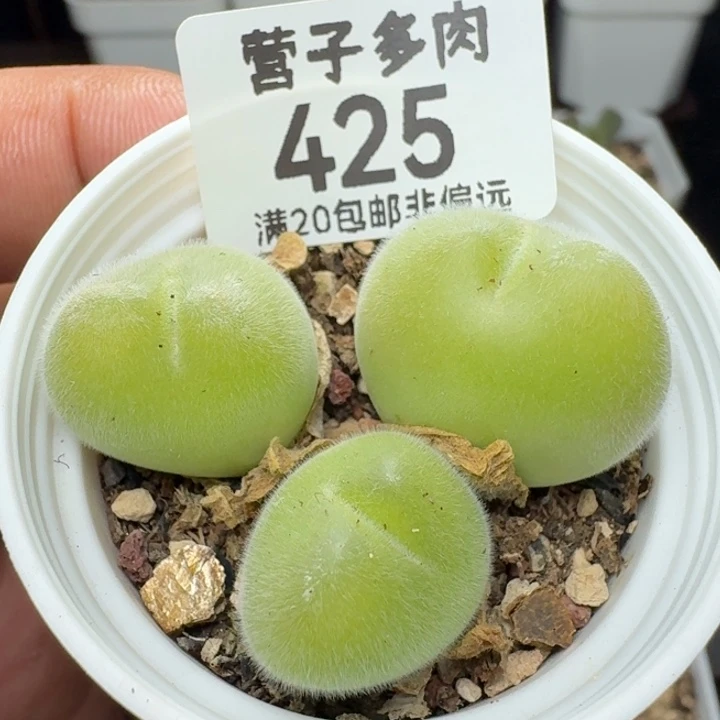福利带盆土。