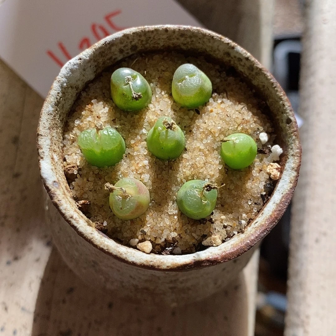 16395。 一组雪茄。