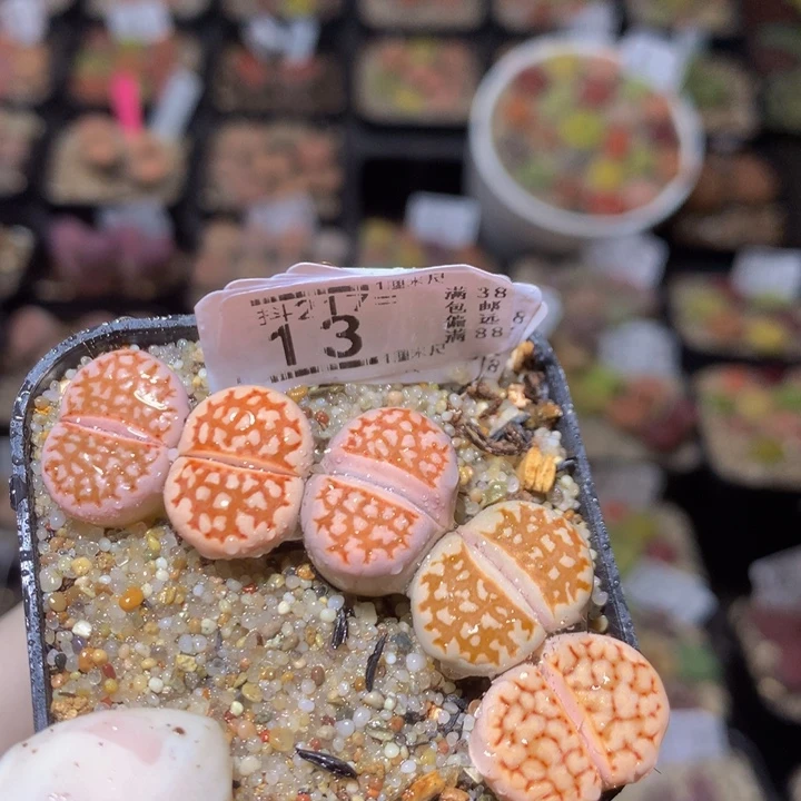 精品生石花217.13