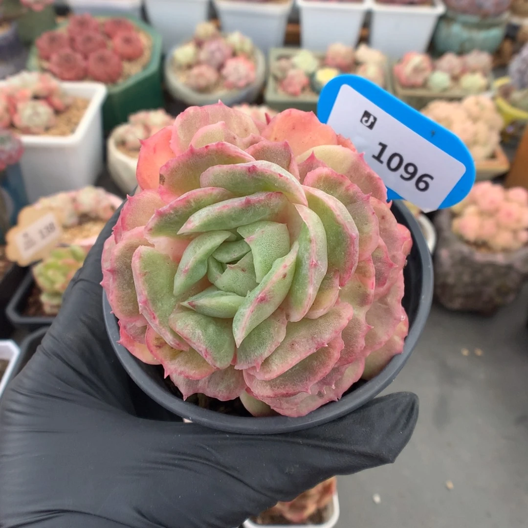 1096 昂斯诺石化多肉