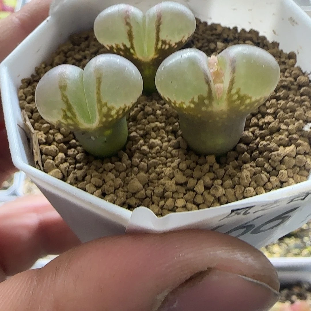 巨美大型红风铃3颗裸根