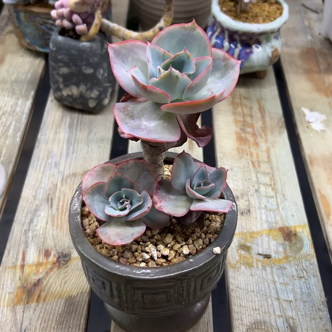 达芬奇18 零零多肉植物