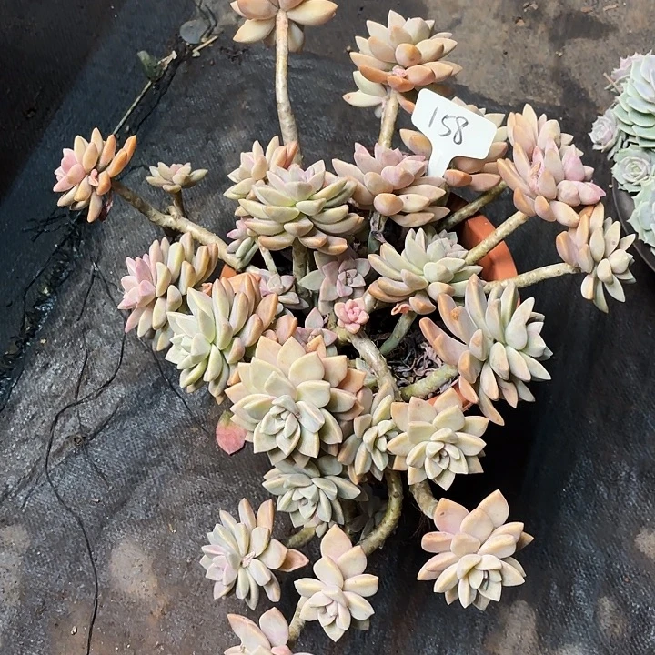 多肉植物，淡雪158号