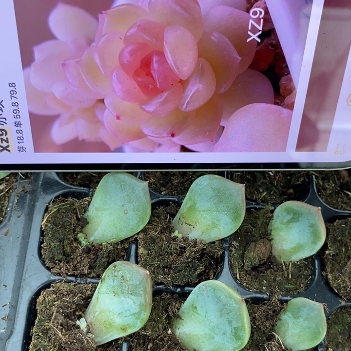 ?*?亦玫xz9芽苗一个多肉