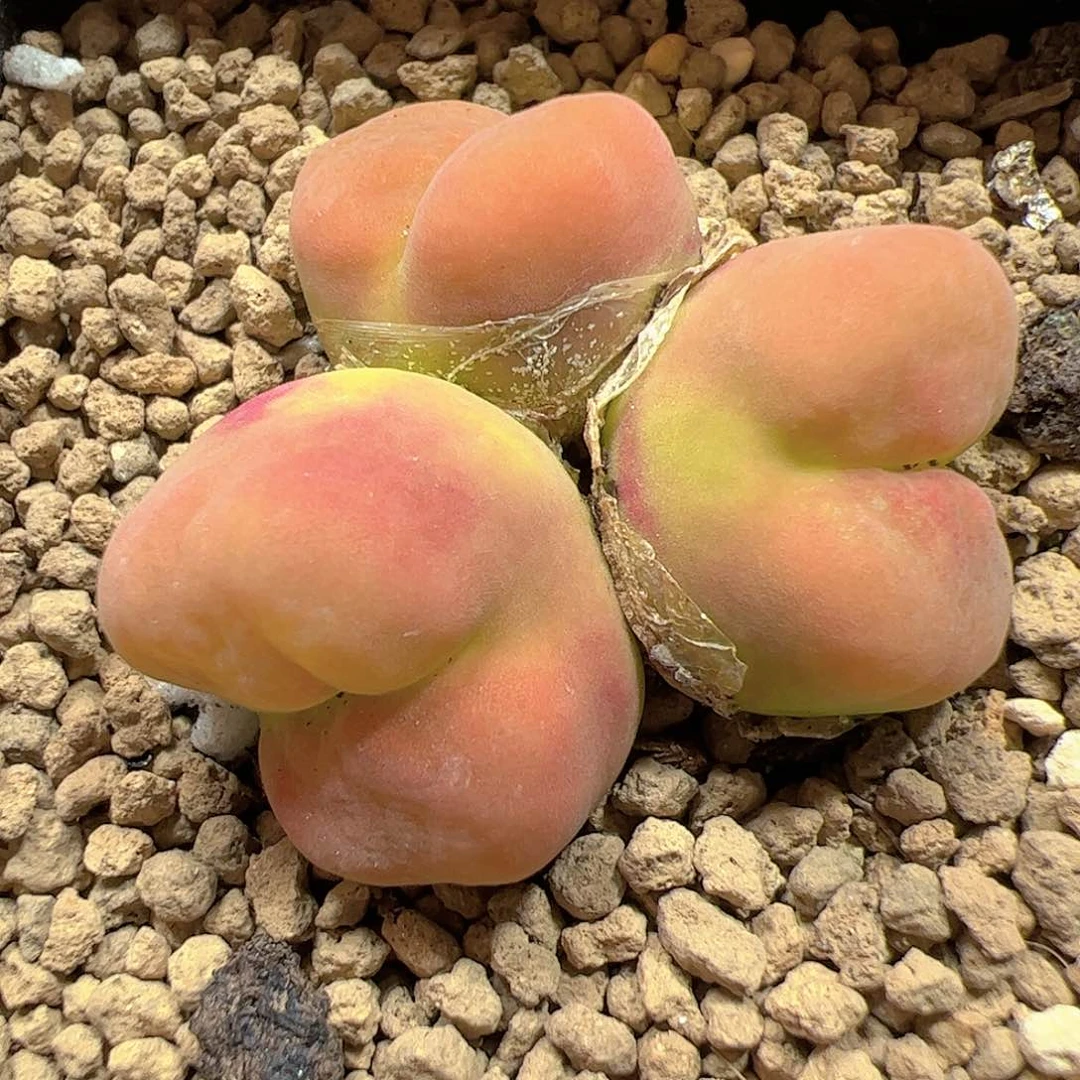 【闪购商品】386 水蜜桃