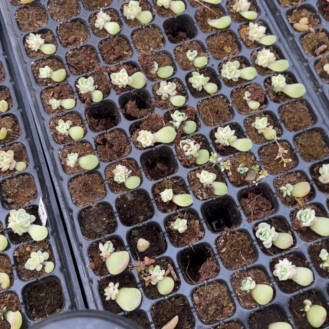 黄财HC 穴一个满25包邮