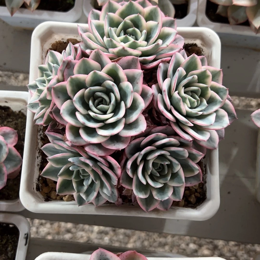 奶油黄桃大群多肉植物