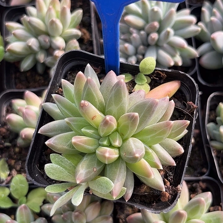 雪黛莉一物一拍105