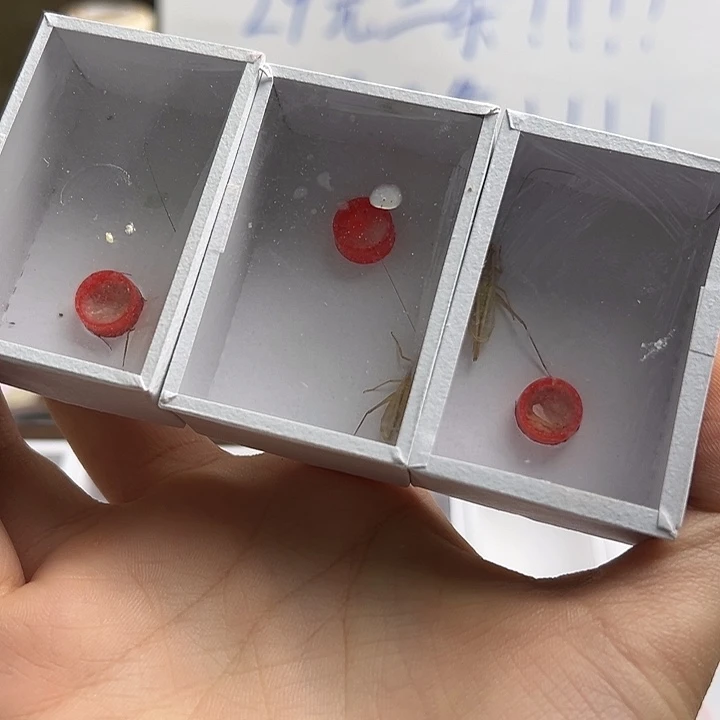 柬埔寨竹蛉三只…………