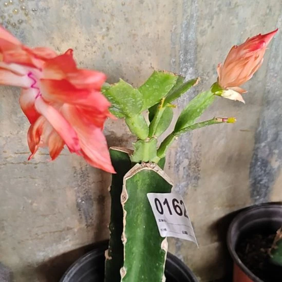 红拉丝零度之上包邮162