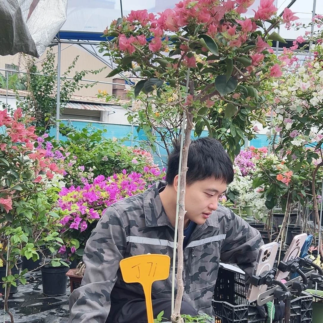 注***家大部分花苞少量开放J71所罗门