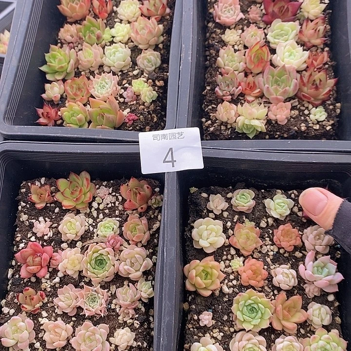 4 多肉植物盆栽花卉
